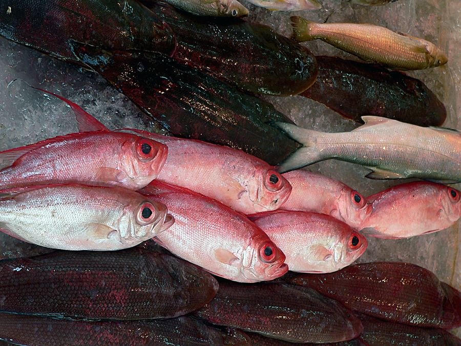 Argentine hake